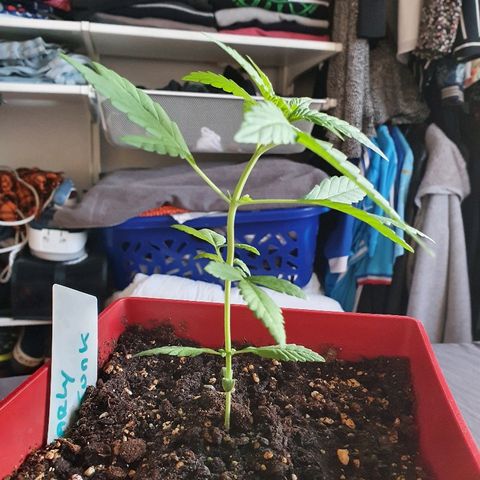 Early Skunk growlog photo: Première feuilles "complétes"