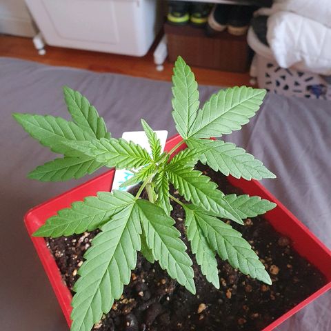 Early Skunk growlog photo: Première feuilles "complétes"
