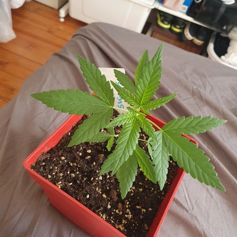 Early Skunk growlog timeline photo