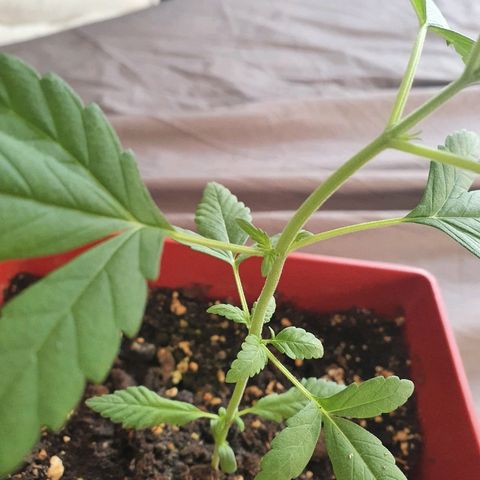 Early Skunk growlog timeline photo