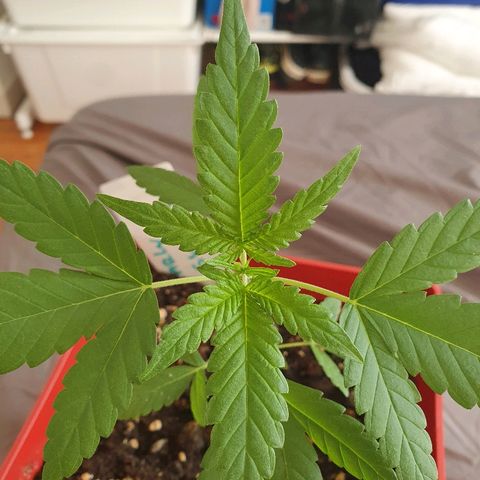 Early Skunk growlog timeline photo
