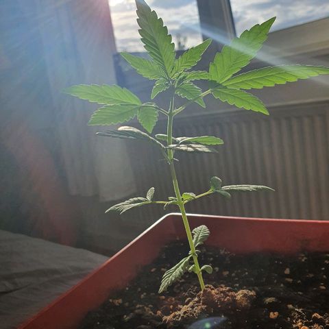 Early Skunk growlog timeline photo
