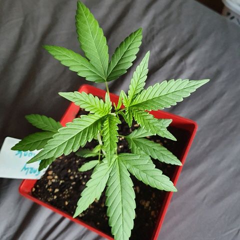 Early Skunk growlog timeline photo