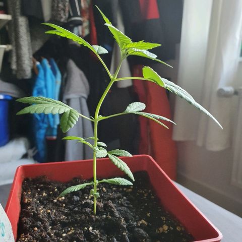 Early Skunk growlog timeline photo