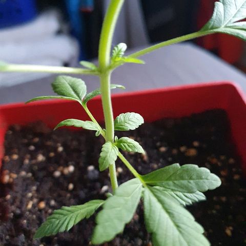Early Skunk growlog timeline photo