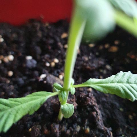 Early Skunk growlog timeline photo
