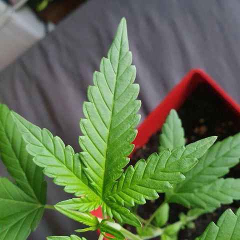 Early Skunk growlog timeline photo
