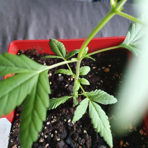 Early Skunk growlog timeline photo