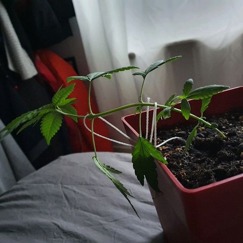 Early Skunk growlog timeline photo