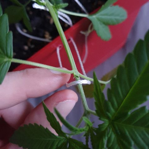 Early Skunk growlog timeline photo