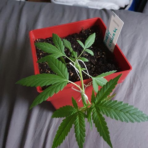 Early Skunk growlog timeline photo