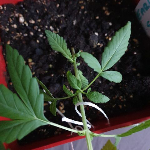 Early Skunk growlog timeline photo