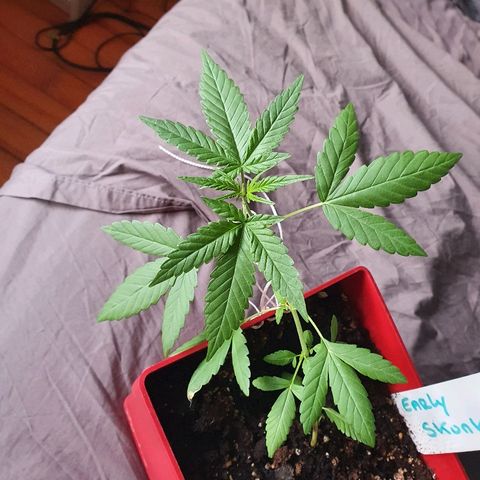 Early Skunk growlog timeline photo