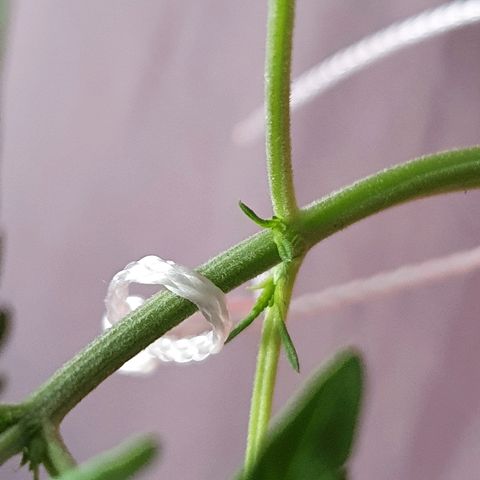 Early Skunk growlog timeline photo