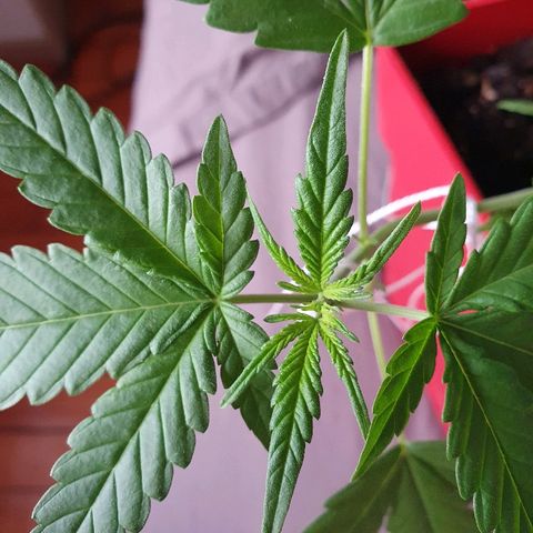 Early Skunk growlog timeline photo