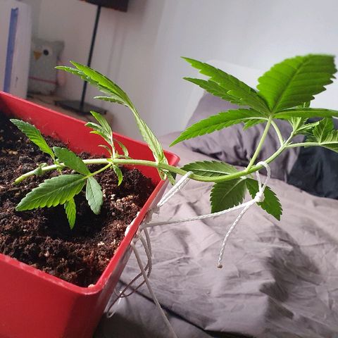Early Skunk growlog timeline photo
