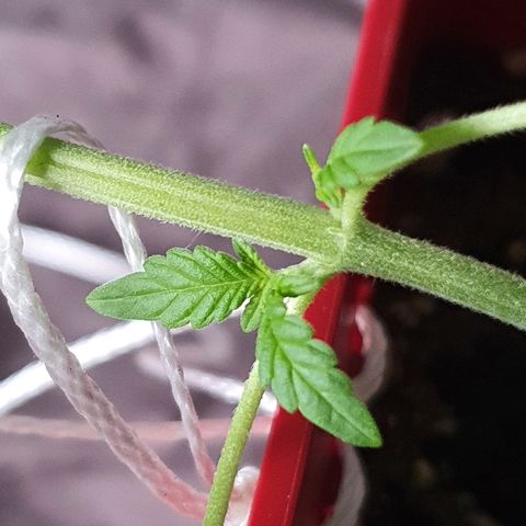 Early Skunk growlog timeline photo