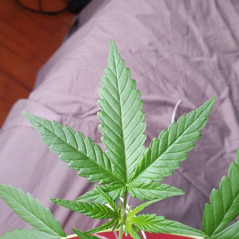 Early Skunk growlog timeline photo