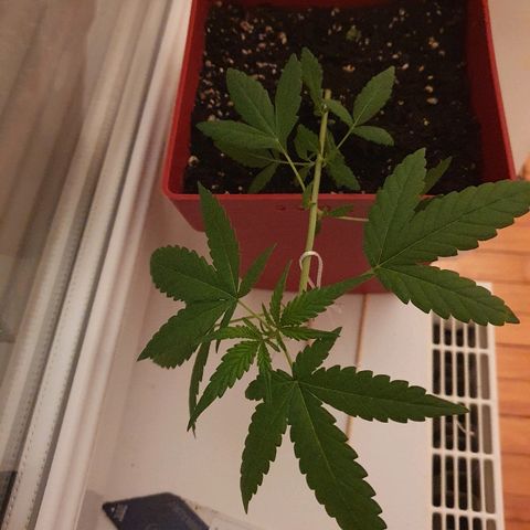 Early Skunk growlog timeline photo