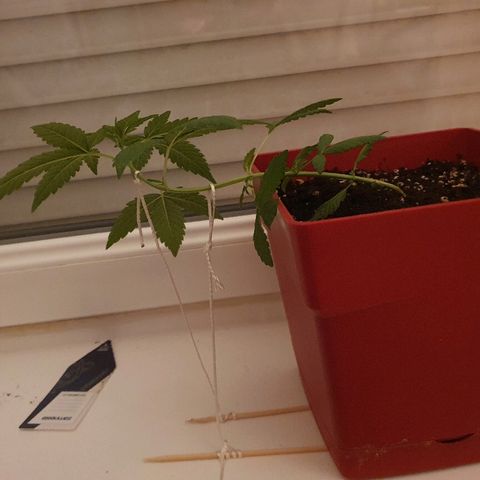 Early Skunk growlog timeline photo