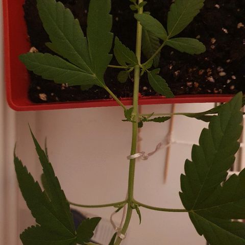 Early Skunk growlog timeline photo