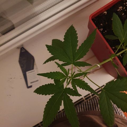 Early Skunk growlog timeline photo