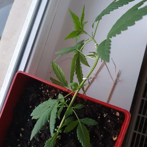 Early Skunk growlog timeline photo
