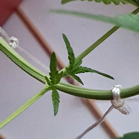 Early Skunk growlog timeline photo