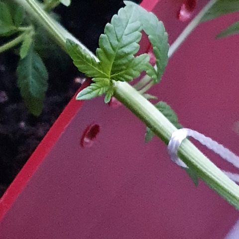 Early Skunk growlog timeline photo