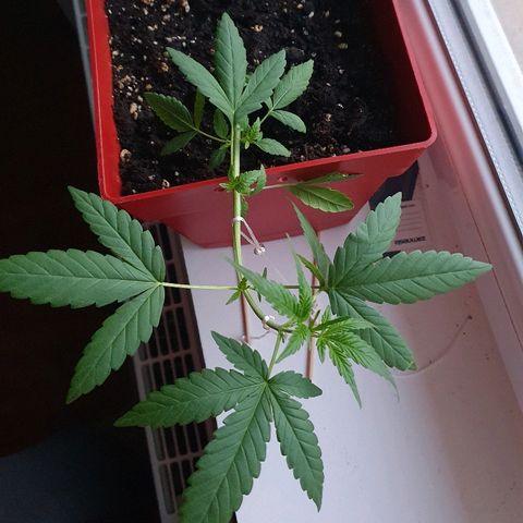 Early Skunk growlog timeline photo