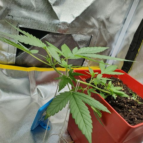 Early Skunk growlog timeline photo