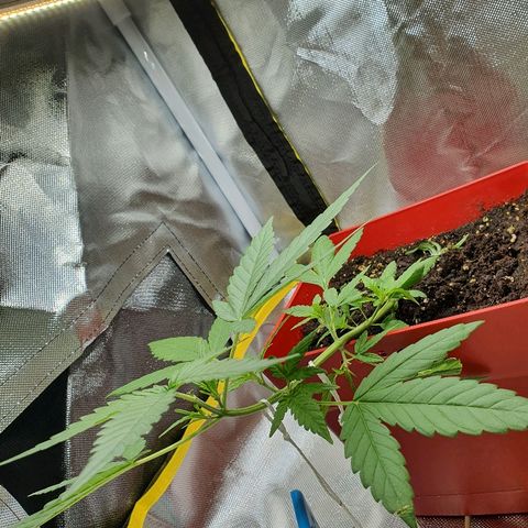 Early Skunk growlog timeline photo