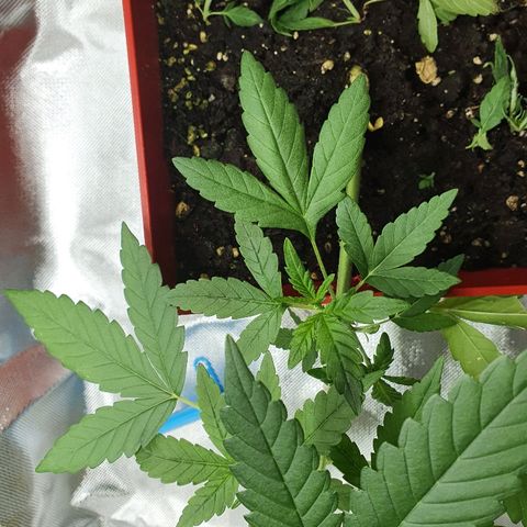Early Skunk growlog timeline photo