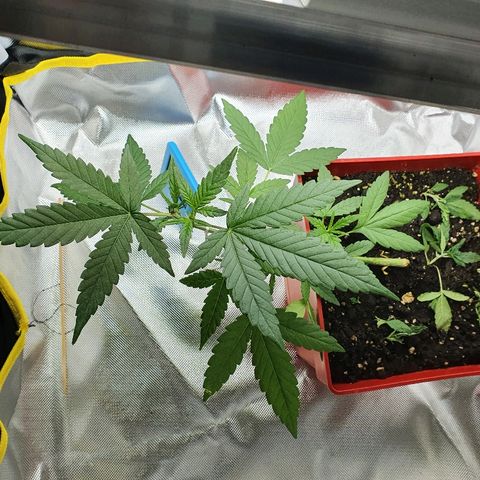 Early Skunk growlog timeline photo