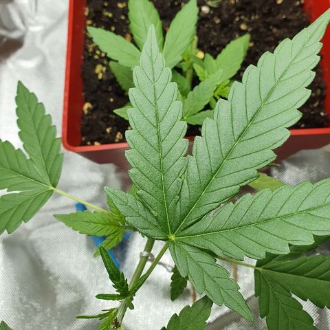 Early Skunk growlog timeline photo