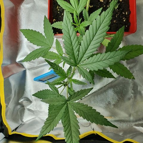Early Skunk growlog timeline photo