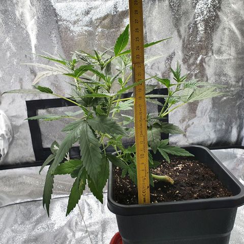 Early Skunk growlog timeline photo
