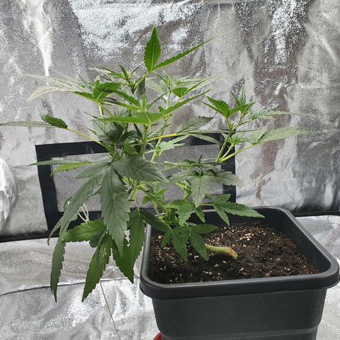 Early Skunk growlog timeline photo