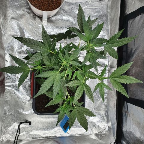 Early Skunk growlog timeline photo