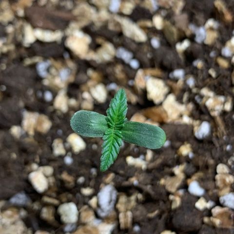 Red Poison Auto growlog timeline photo