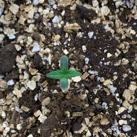 Red Poison Auto growlog timeline photo