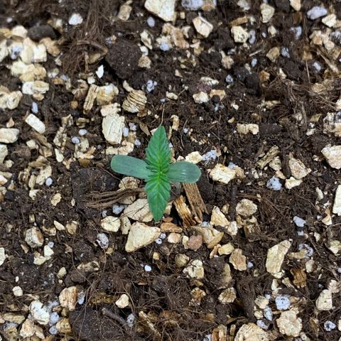 Red Poison Auto growlog timeline photo