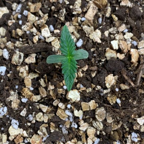 Red Poison Auto growlog timeline photo