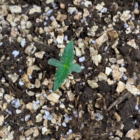 Red Poison Auto growlog timeline photo
