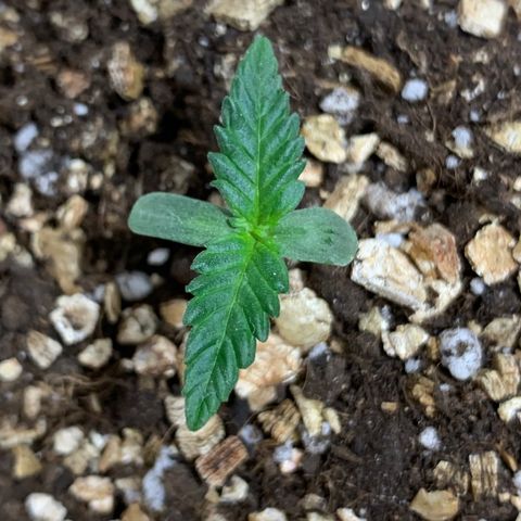 Red Poison Auto growlog timeline photo