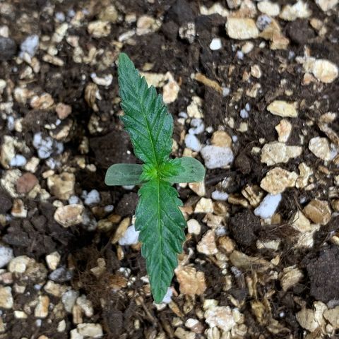 Red Poison Auto growlog timeline photo