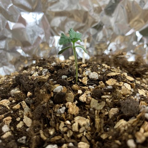 Red Poison Auto growlog timeline photo