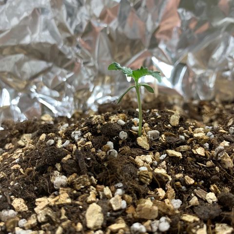 Red Poison Auto growlog timeline photo