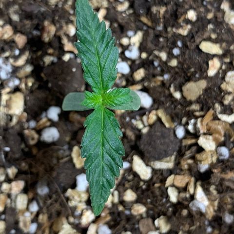 Red Poison Auto growlog timeline photo