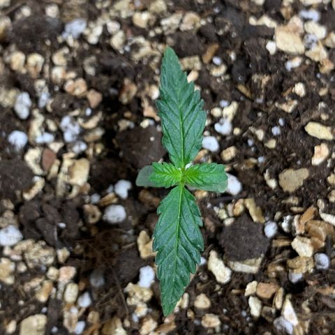 Red Poison Auto growlog timeline photo